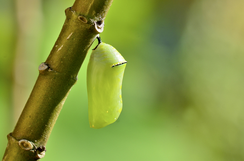 chrysalis butterfly transformation